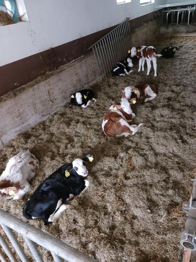Ferienwohnung Eder 霍赫菲尔岑 外观 照片